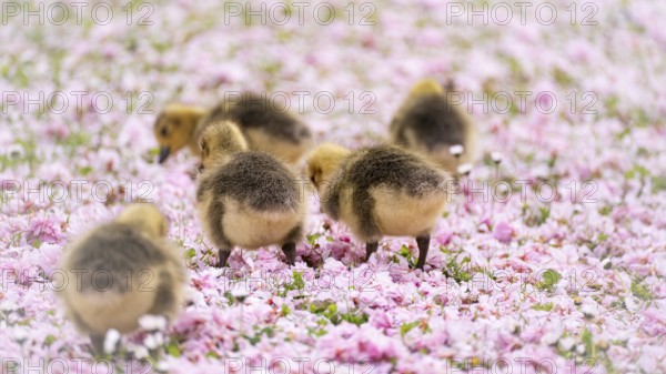 Canada goose chicks (Branta canadensis) five running through a meadow covered with pink cherry blossoms, daisies, background blurred, Rombergpark, Dortmund, North Rhine-Westphalia, Germany, Europe