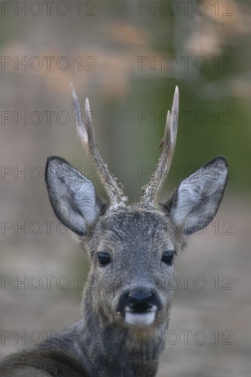 Roebuck (Capreolus capreolus) in springWittlich, Rhineland-Palatinate, Germany, Europe