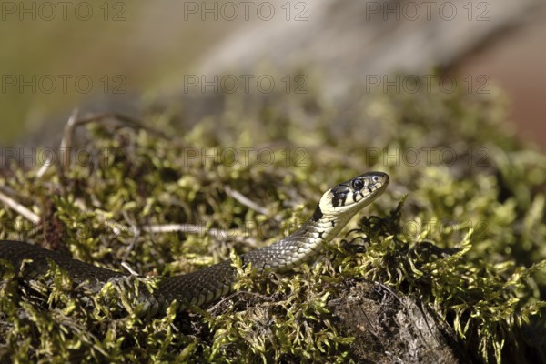 Grass snake on moss cushion, Austria, Upper Austria, Europe