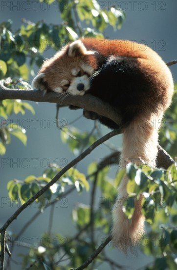 Red panda (Ailurus fulgens), cat bear