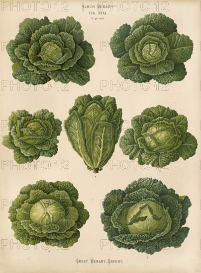 Vegetables, cabbage, savoy cabbage, after Ernst Samuel Benary (10 November 1819, 19 February 1893), Hessian horticulturalist, Historical, digitally restored reproduction from a 19th century original, Record date not stated