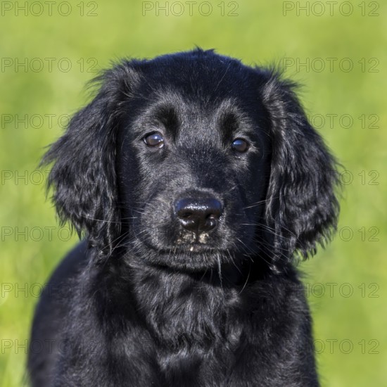 Black flat-coated retriever, cute 9-week-old puppy standing in field, gundog, hunting dog breed originating from England