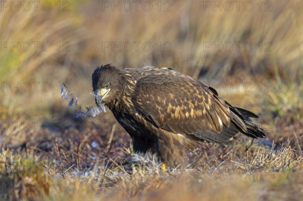 White-tailed eagle, Eurasian sea eagle, erne (Haliaeetus albicilla) juvenile eating from dead hare in moorland, heathland in late autumn, winter