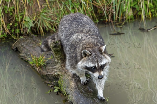 Common raccoon, North American racoon (Procyon lotor) crossing stream, rivulet over fallen tree trunk, invasive species native to North America