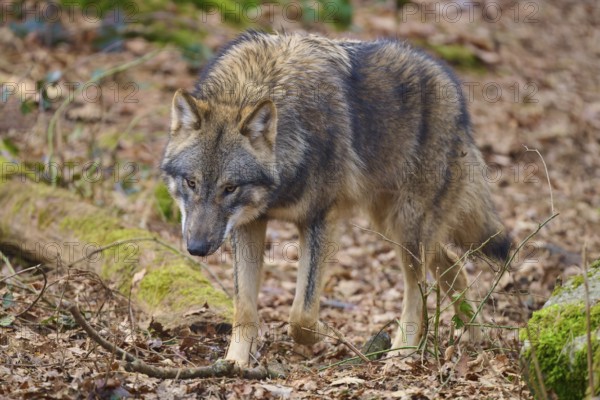 Wolf (Canis lupus), a wolf running through the forest, Germany, Europe
