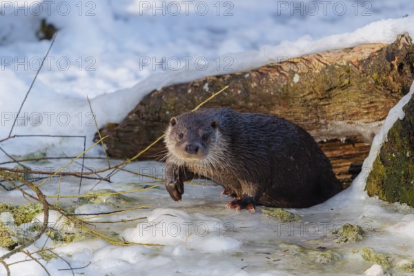 On a sunny day, an otter (Lutra lutra) leaves the river through a hole in the ice hidden under the root of a dead tree