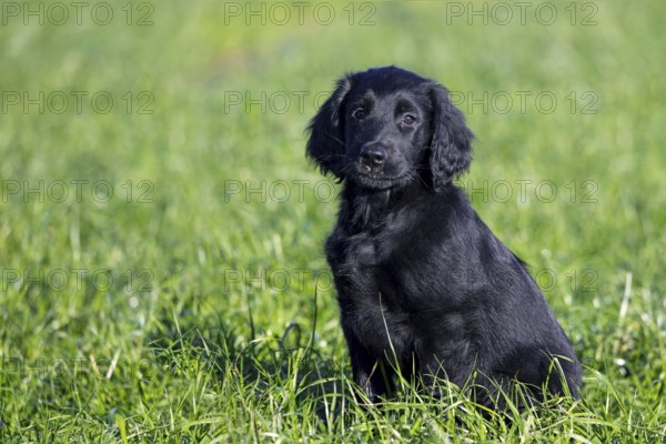 Black flat-coated retriever, cute 9-week-old puppy sitting in field, gundog, hunting dog breed originating from England