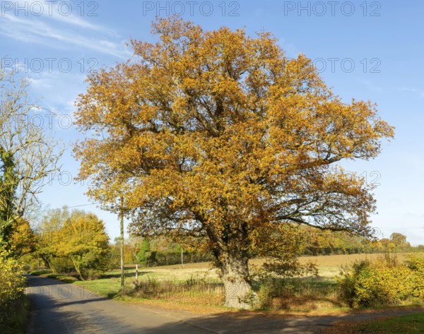 Large mature oak tree, Quercus Robur, orange autumnal leaf, Boulge, Suffolk, England, UK