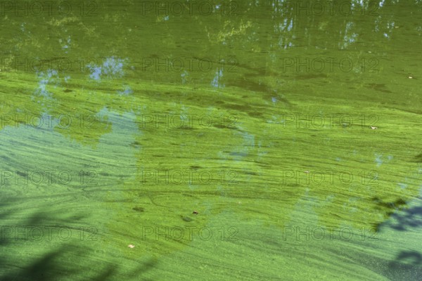 Sample of algae in the castle pond Großkmehlen, Ortrand, Brandenburg, Germany, Europe