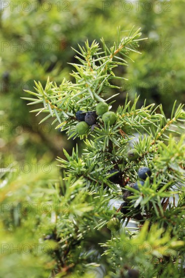 Close-up of green and blue juniper cones, Lüneburg Heath, Lower Saxony, Germany, Europe