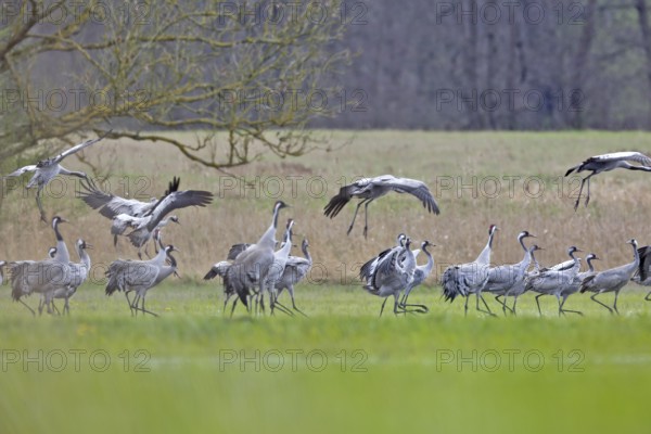 Crane (Grus grus), flock landing in a meadow during migration, a group of cranes in a meadow, some flying, others standing, in the background trees and a natural landscape, Crane (Grus grus), Naturpark Flusslandschaft Peenetal, Mecklenburg-Vorpommern, Germany, Europe