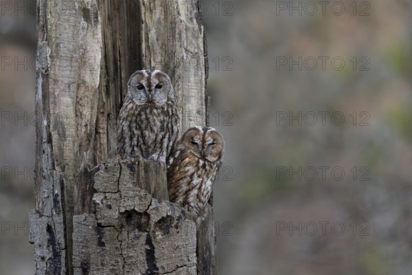 Pair of tawny owls (Strix aluco) in a tree trunk, Wittlich, Germany, Europe
