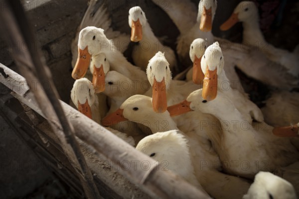 Ducks ready for slaughter at the duck breeding station Jiang Su Xiang Gui Breeding Co. Ltd, Xiang Shui County, China, Asia