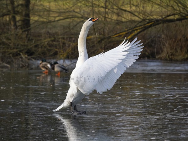 Mute Swan (Cygnus olor), male bird, standing on a frozen lake in its breeding territory, flapping its wings, Hesse, Germany, Europe