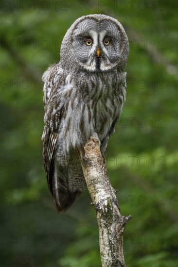 Great grey owl (Strix nebulosa), Parc Animalier de Sainte-Croix, Natural Park, near Rhodes, Moselle, Lorraine, France, Europe