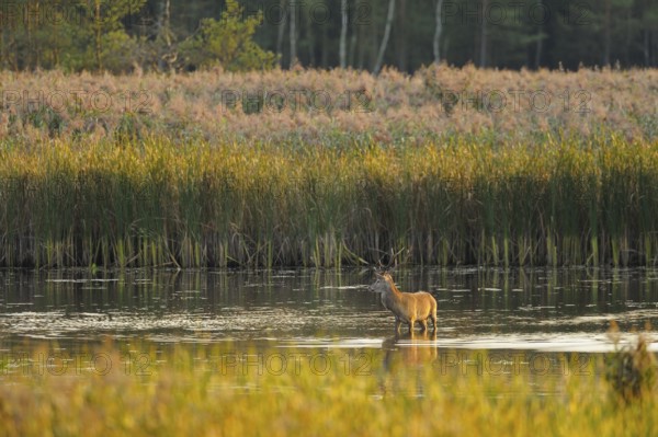 Red deer in a pond, Upper Lusatian Heath and Pond Landscape Biosphere Reserve, Red deer, Cervus elaphus, Germany, Europe