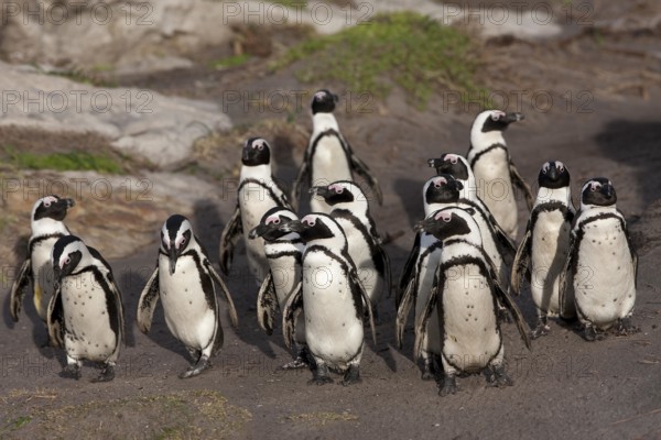 JACKASS PENGUIN OR AFRICAN PENGUIN (spheniscus demersus), GROUP WALKING TO SHORE, BETTY'S BAY IN SOUTH AFRICA