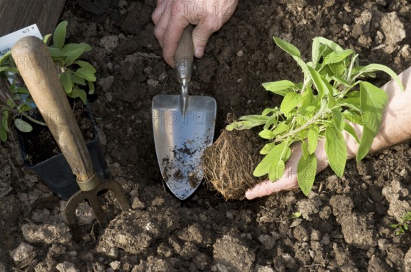 Sage is planted, shovel