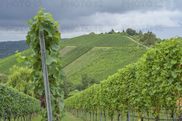 Vineyard Untertürkheimer Mönchberg, Untertürkheim, Stuttgart, Baden-Württemberg, Germany, Europe