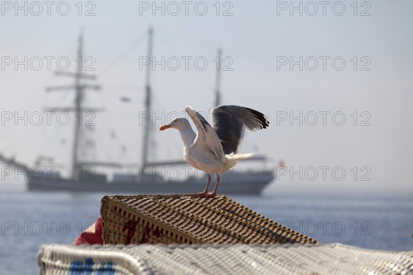 Seagull taking off
