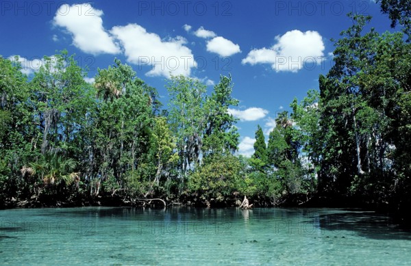 Three Sisters Manatee Sanctuary, USA, Florida, FL, Crystal River, North America