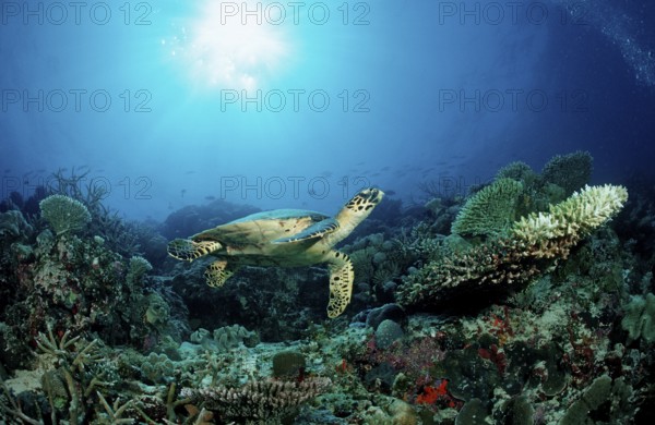 Hawksbill sea turtle over coral reef, Hawksbill Turtle over Coral Reef, Eretmochelys imbricata, sea turtles, Maldives, Maldives, Indian Ocean, Meemu Atoll, Indian Ocean, hawksbill, shell, turtle, turtles, reptiles, aquatic turtle, sea turtle, reptile, reptile, protected, protected species, endangered, endangered species, red list, threatened, endangered species, coral, corals, hard coral, hard corals, stony coral, stony corals, reef, reefs, coral reef, coral reefs, floral animal, Flower animals, soft corals, sea, ocean, underwater, underwater world, nature, aquatic, underwater picture, underwater photo, underwater photography, under water, Asia, South, Male, North, Meemu, Ari, Atoll, mulaku, felidhu, Felidu, Vaavu, gan, Kaafu, Alifu, Turtle, Turtles, Seaturtle, Seaturtles, Sea Turtle, Reptile, Reptiles, endangered, threatened, species, protect, protected, red list, Coral, corals, Reef, Reefs, Coralreef, Coralreefs, Hardcoral, Softcoral, Hard Coral, Soft Corals, coral reef, Anthozoans, ...