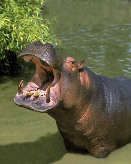 Hippopotamus (hippopotamus amphibius), Adult Yawning, with Open Mouth