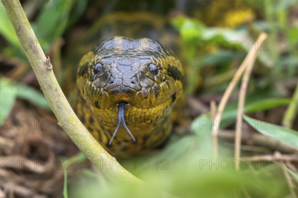 Yellow anaconda (Eunectes notaeus), also known as Paraguay anaconda or southern anaconda, boa (Boidae), eye contact, animal portrait, Pantanal, inland, wetland, UNESCO Biosphere Reserve, World Heritage Site, wetland biotope, Mato Grosso, Brazil, South America