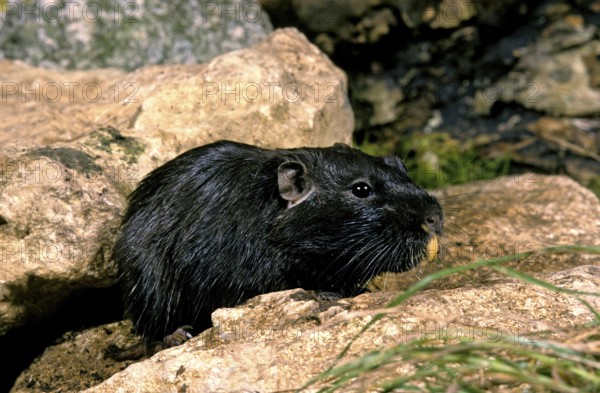 Coruro (spalacopus cyanus) Rat, Adult on Rock