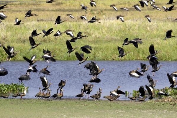 White-Faced Whistling Duck (dendrocygna viduata) and Red-Billed Whistling Duck, dendrocygna automnalis, Los Lianos in Venezuela