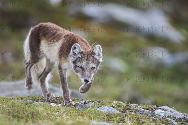 Arctic fox fawn on the prowl