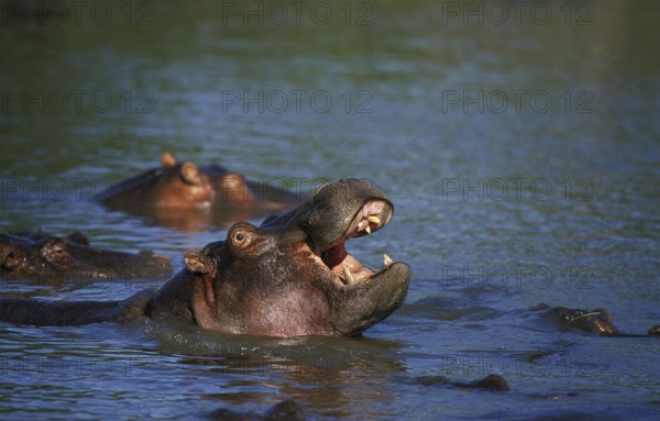 Hippopotamus (hippopotamus amphibius), Adult yawning in Mara River, Masai Mara Park in Kenya