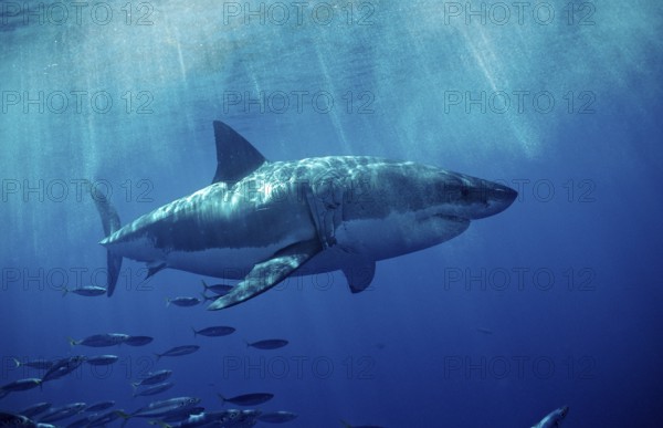 Great white shark, Carcharodon carcharias, USA, California, Pacific Ocean, Farallon Islands, San Francisco Bay, North America
