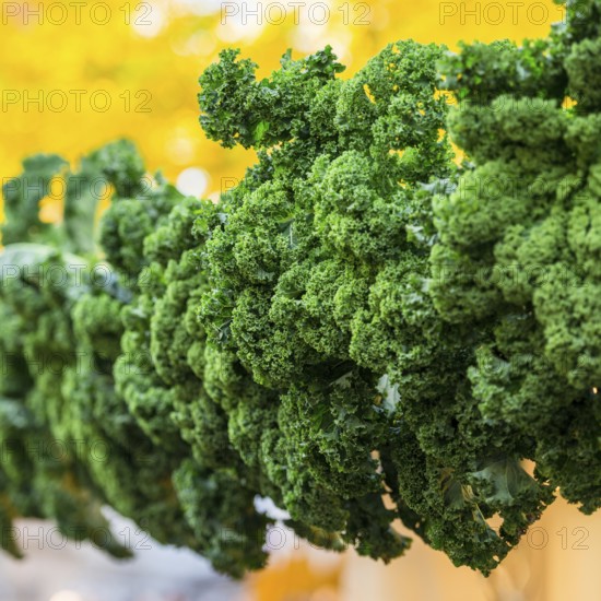Oldenburg Kale
