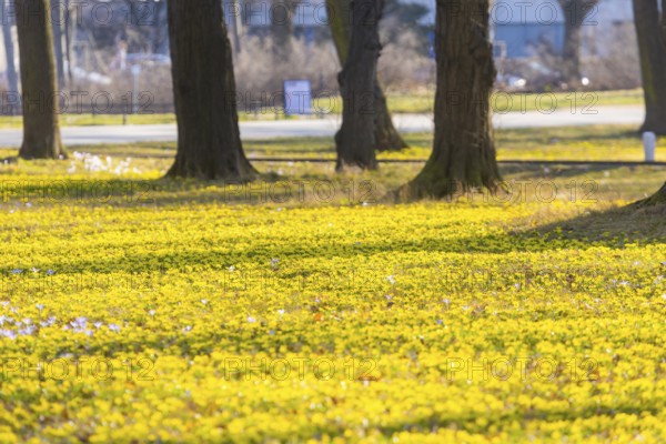 Blooming crocuses and winter aconites on the meadows in the Baroque Park Großer Garten, Dresden, Saxony, Germany, Europe
