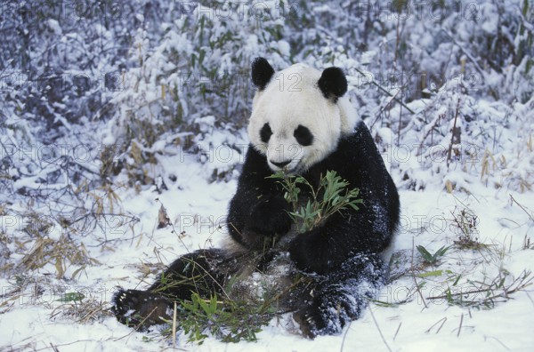 Giant Panda (ailuropoda melanoleuca), Adult sitting on Snow, Eating Bamboo, Wolong Reserve in China