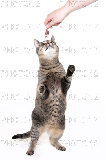 Domestic cat, tabby, gets treats, raw feeding, BARF, barf, raw food, chicken heart