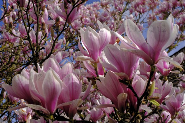 Tulip magnolia (Magnolia soulangeana) flowers, garden, Grebenstein, Hesse