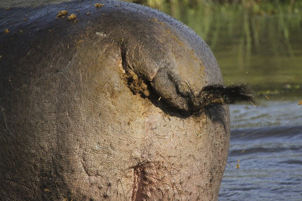 Hippopotamus (hippopotamus amphibius), Adult scattering Shit with Tail, Khwai River, Moremi Reserve, Okavango Delta in Botswana