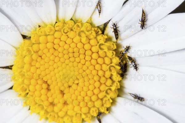 Fransenfluegler, Thysanoptera, Thrips