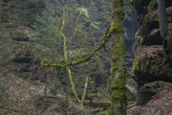 The Uttewalder Grund is a partially narrow and deeply incised gorge in the Elbe Sandstone Mountains, on the territory of the municipality of Lohmen, north of Stadt Wehlen. It is named after the neighbouring district of Uttewalde, Uttewalde, Saxony, Germany, Europe