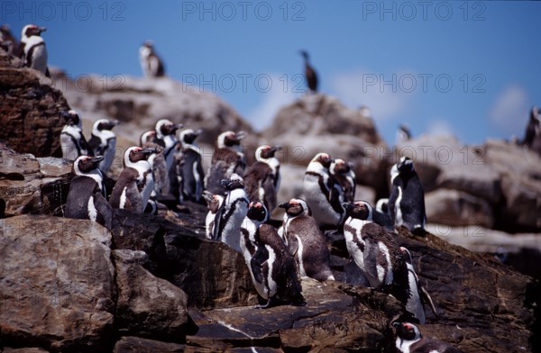 African penguins, Spheniscus demersus, South Africa, Addo Elephant National Park, St. Croix, Port Elizabeth, Madiba Bay, Ibhayi, Africa