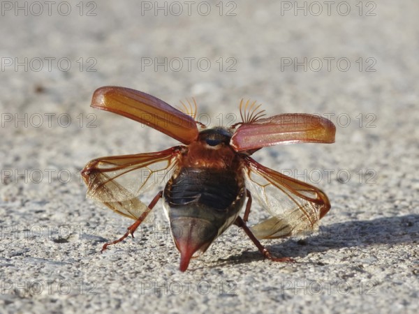 Cockchafer shortly in front of take-off with folded up cover wings and unfolded skin wings