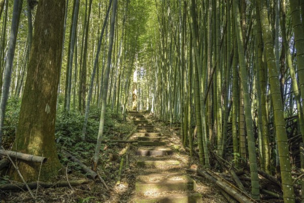 Forest, Japanese cedar, bamboo forest, hiking trail Cloud trail, Mist trail, mountain landscape in Zhuqi Township southwest of Alishan, Chiayi County, Taiwan, Asia