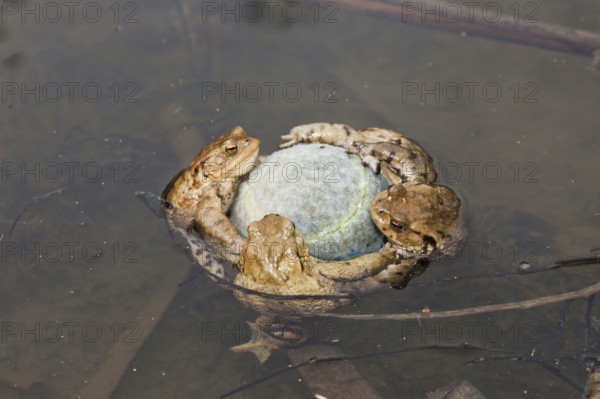 Common Toads (Bufo bufo) clinging tennis ball, Bavaria, Germany, mating season, Europe