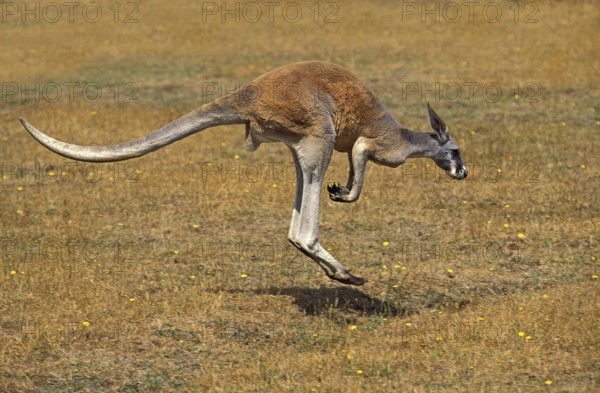 RED KANGAROO (macropus rufus), MALE MOVING ON DRY GRASS, AUSTRALIA