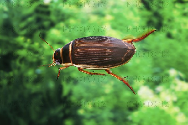 Large great diving beetle (dytiscus marginalis), adult in water, Normandy