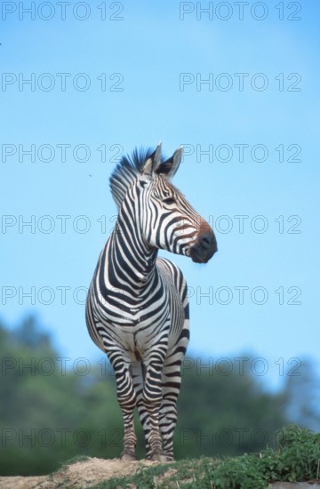 Hartmann's Mountain Zebra (Equus zebra hartmannae), stallion, hartmann's mountain zebra (mammals) (ungulates) (equids) (odd-toed ungulates) (outside) (outdoors) (frontal) (from the front) (black and white) (standing) (standing) (alert) (alert) (adult) (vertical) (male) (male)
