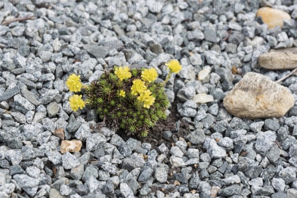 Hungerflower (Draba bruniifolia), erratic boulder park, Germany, Europe