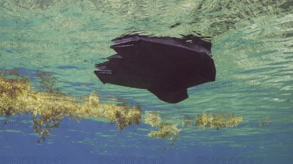 Close-up of disposable black plastic bag drifts with scraps of Seaweed Brown (Sargassum) on surface of water on daytime in bright sunshine, Red sea, Egypt, Africa